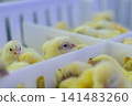 Newly Hatched Chicks on Conveyor Belt in Modern Poultry Hatchery Facility 141483260