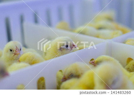 Newly Hatched Chicks on Conveyor Belt in Modern Poultry Hatchery Facility Newly Hatched Chicks on Conveyor Belt in Modern Poultry Hatchery Facility 141483260
