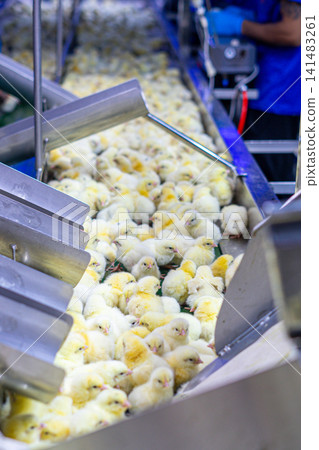 Newly Hatched Chicks on Conveyor Belt in Modern Poultry Hatchery Facility Newly Hatched Chicks on Conveyor Belt in Modern Poultry Hatchery Facility 141483261