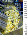 Newly Hatched Chicks on Conveyor Belt in Modern Poultry Hatchery Facility 141483262