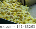 Newly Hatched Chicks on Conveyor Belt in Modern Poultry Hatchery Facility 141483263