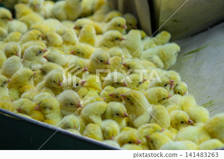 Newly Hatched Chicks on Conveyor Belt in Modern Poultry Hatchery Facility Newly Hatched Chicks on Conveyor Belt in Modern Poultry Hatchery Facility 141483263