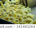 Newly Hatched Chicks on Conveyor Belt in Modern Poultry Hatchery Facility 141483264
