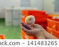Newly Hatched Chicks on Conveyor Belt in Modern Poultry Hatchery Facility 141483265