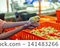 Newly Hatched Chicks on Conveyor Belt in Modern Poultry Hatchery Facility 141483266