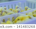 Newly Hatched Chicks on Conveyor Belt in Modern Poultry Hatchery Facility 141483268