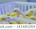 Newly Hatched Chicks on Conveyor Belt in Modern Poultry Hatchery Facility 141483269