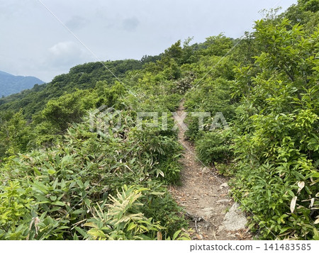 一條沿著鬱鬱蔥蔥的山徑延伸的自然步道。 一條沿著鬱鬱蔥蔥的山徑延伸的自然步道。 141483585