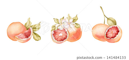 Grapefruit summer citrus fruits. Watercolor hand drawn floral food illustration isolated on white background for home kitchen textile fresh fabric print card cosmetic package porcelain crockery label 141484133