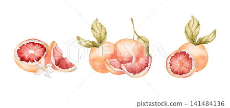Grapefruit summer citrus fruits. Watercolor hand drawn floral food illustration isolated on white background for home kitchen textile fresh fabric print card cosmetic package porcelain crockery label Grapefruit summer citrus fruits. Watercolor hand drawn floral food illustration isolated on white background for home kitchen textile fresh fabric print card cosmetic package porcelain crockery label 141484136