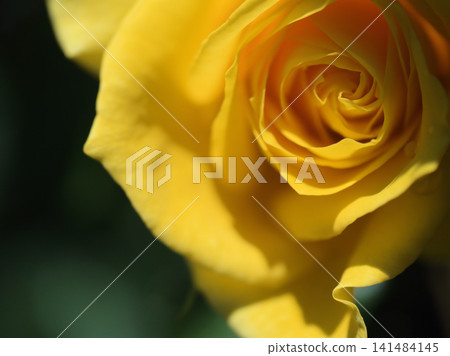 Freesia, a beautiful yellow rose flower that bloomed in May Freesia, a beautiful yellow rose flower that bloomed in May 141484145