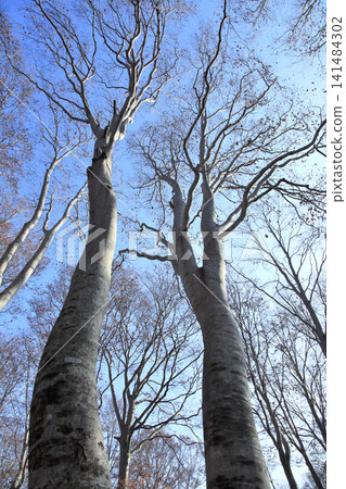 Lake autumn beech forest Lake autumn beech forest 141484302