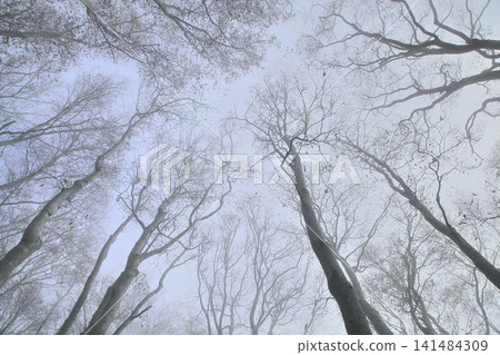 Lake autumn beech forest Lake autumn beech forest 141484309