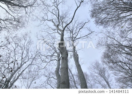 Lake autumn beech forest Lake autumn beech forest 141484311