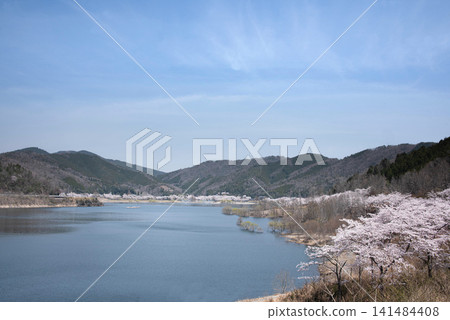 Cherry blossoms in full bloom adorn the lakeside, and the spring mountains are a backdrop to the Haji Dam and Yachiyo Lake. Cherry blossoms in full bloom adorn the lakeside, and the spring mountains are a backdrop to the Haji Dam and Yachiyo Lake. 141484408