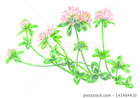 紅色三葉草(白三葉草/Trifolium pratense) 紅色三葉草(白三葉草/Trifolium pratense) 141484410