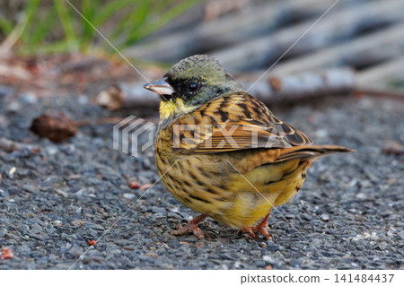 黑面鹀鳥,豐滿如麻雀黃胸,歌聲優美 黑面鹀鳥,豐滿如麻雀黃胸,歌聲優美 141484437