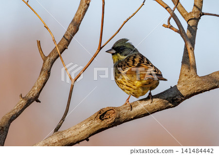 黑面鹀鳥,豐滿如麻雀黃胸,歌聲優美 黑面鹀鳥,豐滿如麻雀黃胸,歌聲優美 141484442