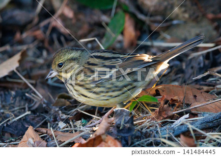 黑面鹀鳥,豐滿如麻雀黃胸,歌聲優美 黑面鹀鳥,豐滿如麻雀黃胸,歌聲優美 141484445