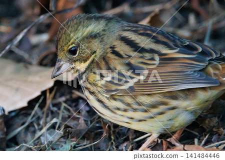 黑面鹀鳥,豐滿如麻雀黃胸,歌聲優美 黑面鹀鳥,豐滿如麻雀黃胸,歌聲優美 141484446