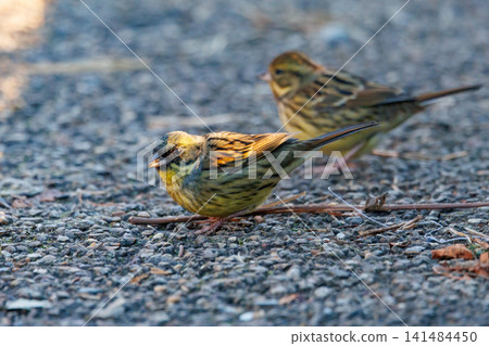 A black-faced bunting bird with a plump appearance like a sparrow and yellow breasts and a beautiful song A black-faced bunting bird with a plump appearance like a sparrow and yellow breasts and a beautiful song 141484450