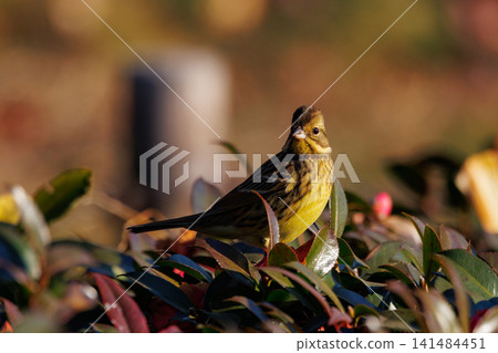 黑面鹀鳥,豐滿如麻雀黃胸,歌聲優美 黑面鹀鳥,豐滿如麻雀黃胸,歌聲優美 141484451