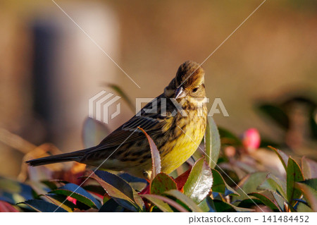 黑面鹀鳥,豐滿如麻雀黃胸,歌聲優美 黑面鹀鳥,豐滿如麻雀黃胸,歌聲優美 141484452