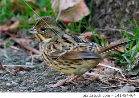 黑面鹀鳥,豐滿如麻雀黃胸,歌聲優美 黑面鹀鳥,豐滿如麻雀黃胸,歌聲優美 141484464