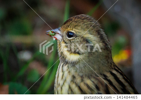 黑面鹀鳥,豐滿如麻雀黃胸,歌聲優美 黑面鹀鳥,豐滿如麻雀黃胸,歌聲優美 141484465