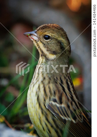 黑面鹀鳥,豐滿如麻雀黃胸,歌聲優美 黑面鹀鳥,豐滿如麻雀黃胸,歌聲優美 141484466