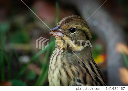 A black-faced bunting bird with a plump appearance like a sparrow and yellow breasts and a beautiful song A black-faced bunting bird with a plump appearance like a sparrow and yellow breasts and a beautiful song 141484467