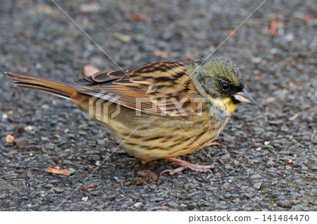 黑面鹀鳥,豐滿如麻雀黃胸,歌聲優美 黑面鹀鳥,豐滿如麻雀黃胸,歌聲優美 141484470