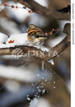 In autumn, the finch is a winter bird that migrates from Siberia. In autumn, the finch is a winter bird that migrates from Siberia. 141484508