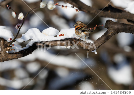 In autumn, the finch is a winter bird that migrates from Siberia. In autumn, the finch is a winter bird that migrates from Siberia. 141484509