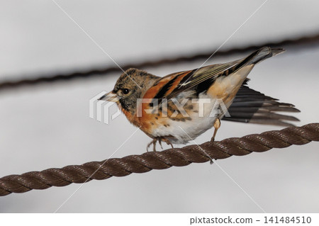 In autumn, the finch is a winter bird that migrates from Siberia. In autumn, the finch is a winter bird that migrates from Siberia. 141484510