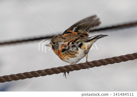 In autumn, the finch is a winter bird that migrates from Siberia. In autumn, the finch is a winter bird that migrates from Siberia. 141484511