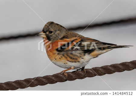 In autumn, the finch is a winter bird that migrates from Siberia. In autumn, the finch is a winter bird that migrates from Siberia. 141484512