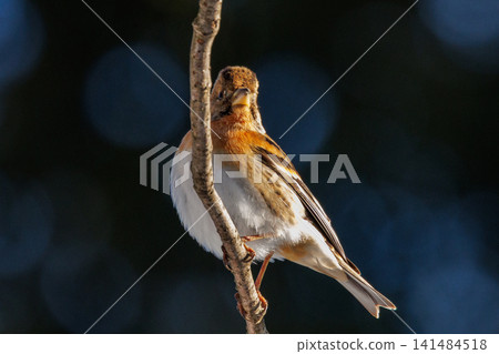 In autumn, the finch is a winter bird that migrates from Siberia. 141484518
