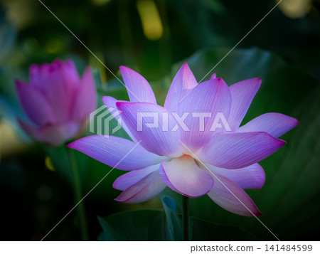 A lotus flower in full bloom stands out against the green leaves and the flowers in the background. A lotus flower in full bloom stands out against the green leaves and the flowers in the background. 141484599