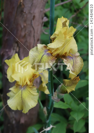 開花在春天庭院裡的黃色德國鳶尾花 開花在春天庭院裡的黃色德國鳶尾花 141484610