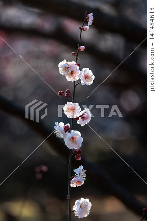 Ume, a flower that heralds spring Ume, a flower that heralds spring 141484613