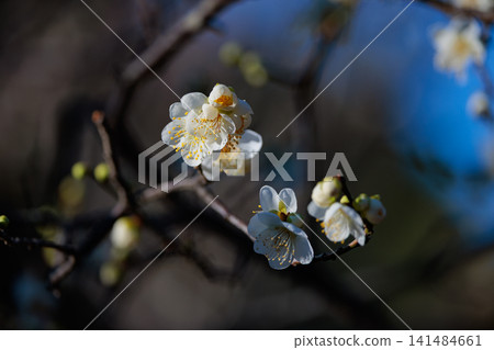 Ume, a flower that heralds spring Ume, a flower that heralds spring 141484661