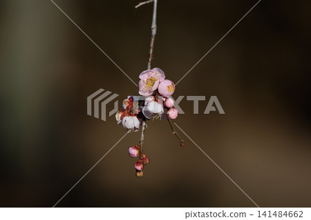 梅,預示著春天的花朵 梅,預示著春天的花朵 141484662