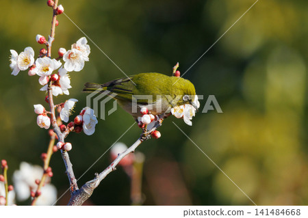 White-eye on plums that are mistaken for bush warblers White-eye on plums that are mistaken for bush warblers 141484668