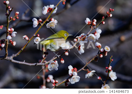 White-eye on plums that are mistaken for bush warblers White-eye on plums that are mistaken for bush warblers 141484673