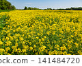 Flowering Oilseed Rape Field in Kent England 141484720