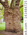 Knotted Plane Tree at Canterbury Cathedral England 141484725