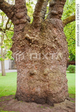 Knotted Plane Tree at Canterbury Cathedral England Knotted Plane Tree at Canterbury Cathedral England 141484725