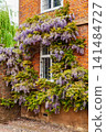 Wisteria on Historic Brick House Canterbury England 141484727