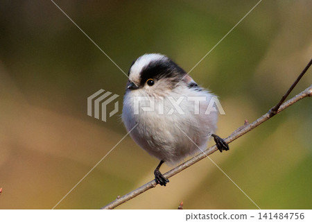 Long-tailed long-tailed small white bird popular for its cute gestures Long-tailed long-tailed small white bird popular for its cute gestures 141484756